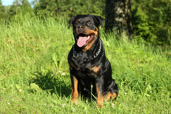 Rottweiler sits on green grass — Stock Photo, Image