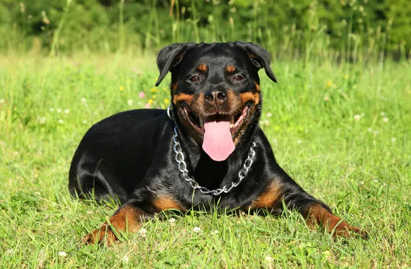 Rottweiler su erba verde — Foto Stock