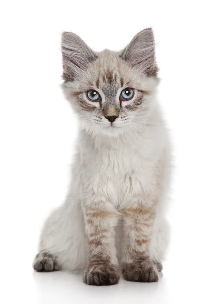 Gattino siberiano — Foto Stock
