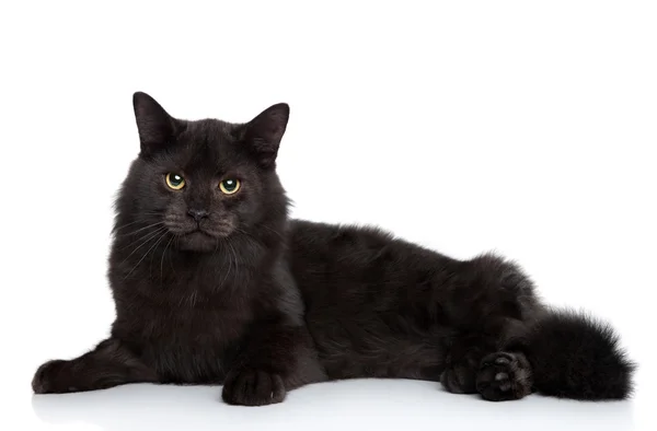 verdad Radar Perezoso Gato negro gracioso fotos de stock, imágenes de Gato negro gracioso sin  royalties | Depositphotos