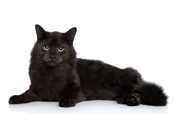 Gatto siberiano su sfondo bianco — Foto Stock