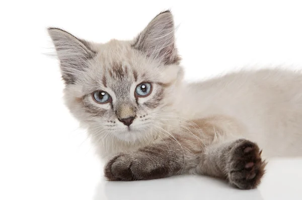 Sibirisches Kätzchen auf weißem Hintergrund — Stockfoto