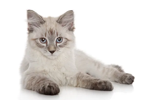 Siberische kitten — Stockfoto