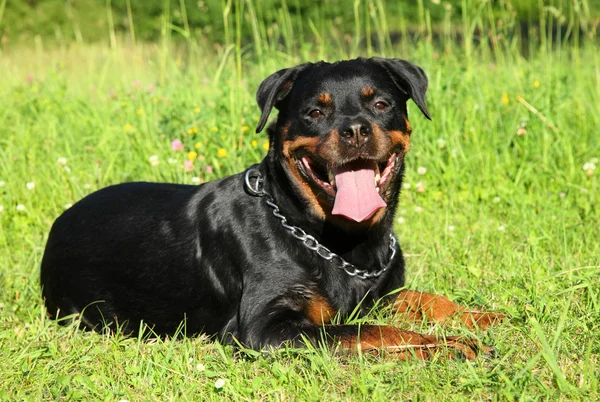 Rottweiler cão mentindo — Fotografia de Stock