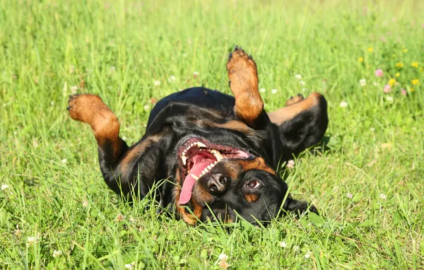 Felice Rottweiler appoggiato su erba verde — Foto Stock