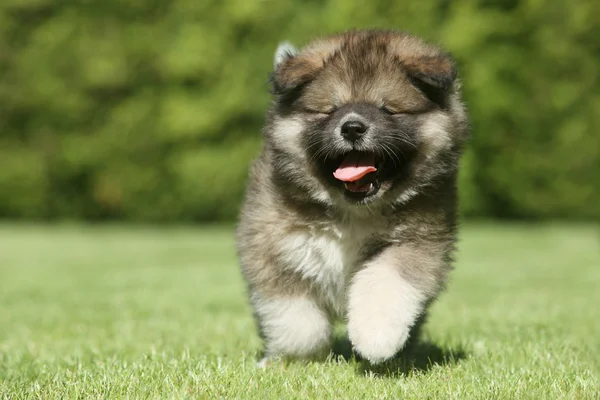 Caucásico pastor perro cachorro corriendo — Foto de Stock