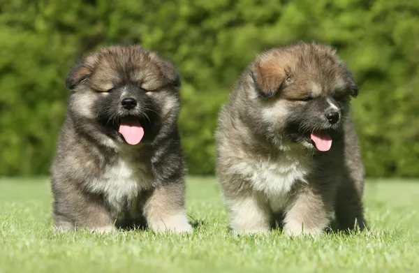 Caucasian Shepherd dog puppies on green lawn — Stock Photo, Image