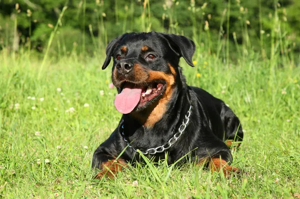 Rottweiler cão deitado na grama verde — Fotografia de Stock