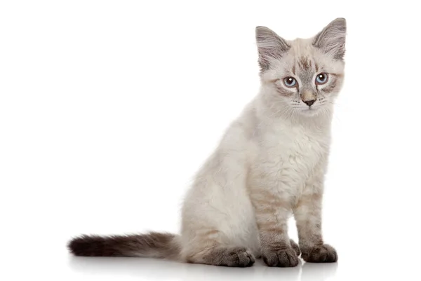 Sibirisches Kätzchen auf weißem Hintergrund — Stockfoto