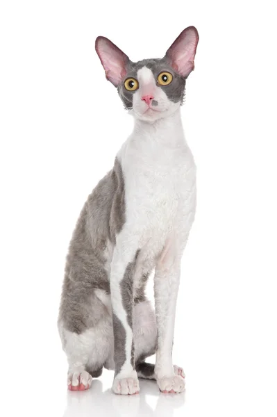 Корнишский котенок — стоковое фото