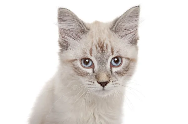 Siberian kitten close-up portrait — Stock Photo, Image