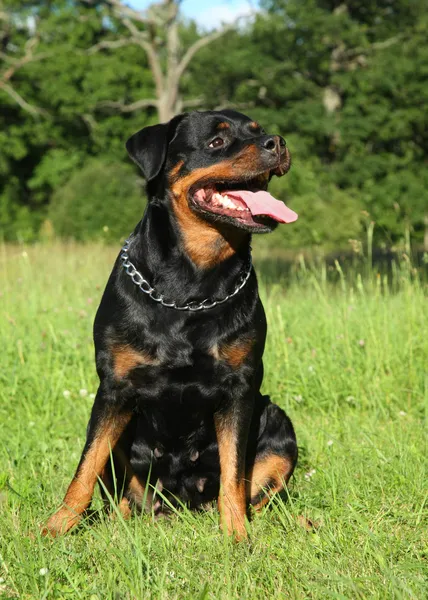 Rottweiler cão na grama verde — Fotografia de Stock