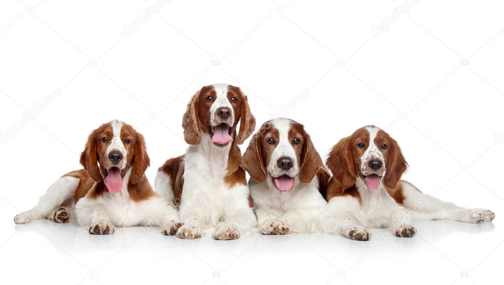 Welsh springer spaniel dogs