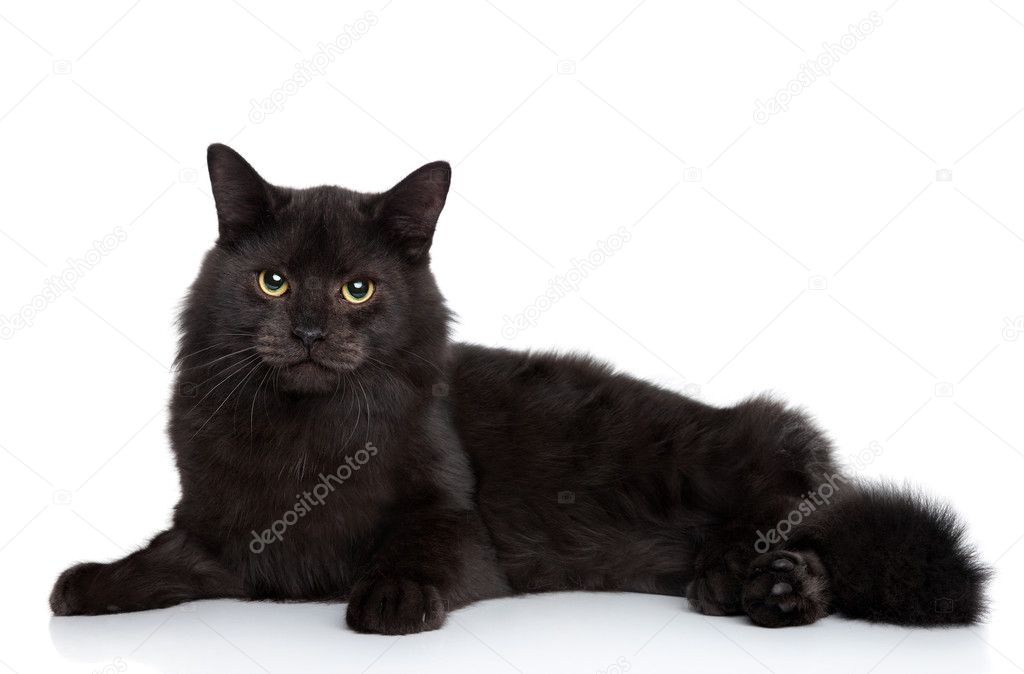 Siberian cat on a white background
