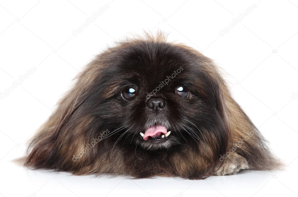 Pekingese Dog — Stock Photo © FotoJagodka #11596196