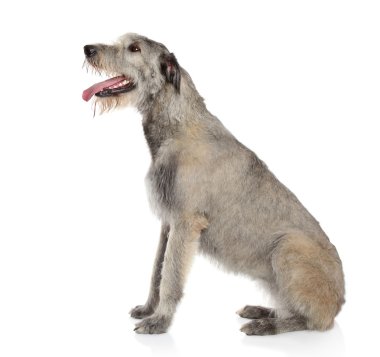 Irish Wolfhound dog clipart