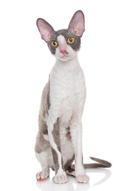 Beyaz bir arka planda Cornish rex yavru kedi