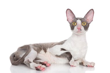 Beyaz bir arka planda Cornish rex kedi