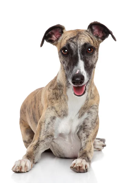 Whippet pes na bílém pozadí — Stock fotografie