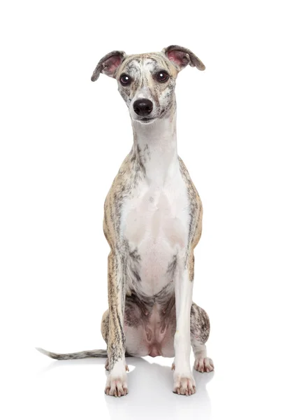 Whippet Hund auf weißem Hintergrund — Stockfoto