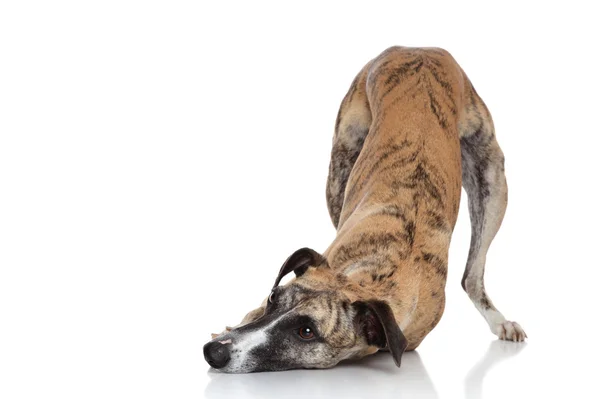 Whippet on a white background — Stock Photo, Image