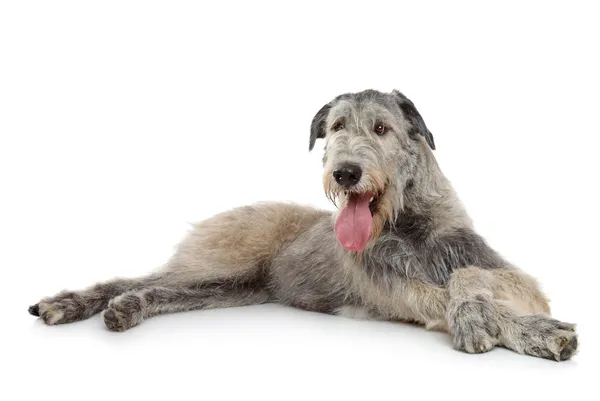 Irish Wolfhound dog — Stock Photo, Image
