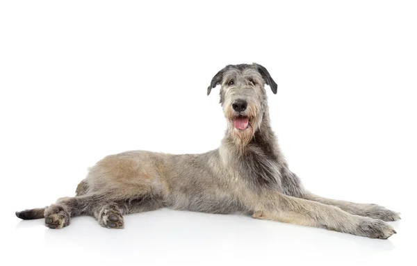 Wolfhound irlandés sobre fondo blanco —  Fotos de Stock