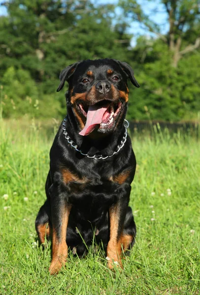 Perro Rottweiler sobre hierba verde —  Fotos de Stock