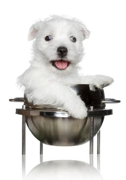 West Highland White Terrier puppy — Stock Photo, Image