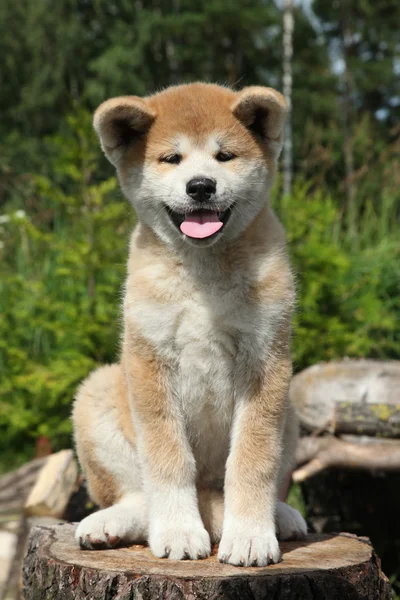 아키타 inu 강아지 — 스톡 사진