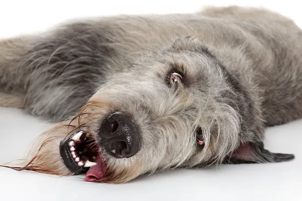 สุนัขหมาป่าไอริช — ภาพถ่ายสต็อก