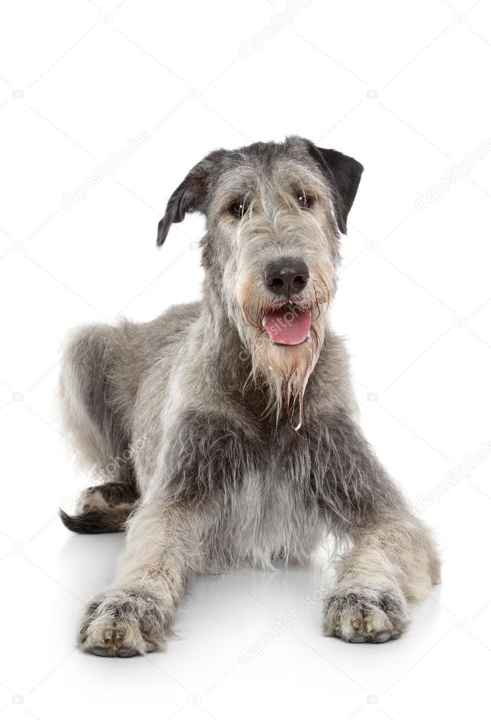 Irish Wolfhound dog on white background