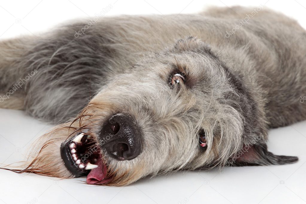 Irish Wolfhound dog