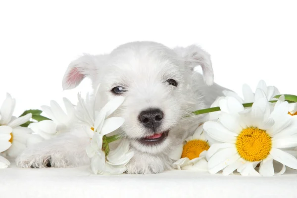 Puppy gnawing flower — Stock Photo, Image