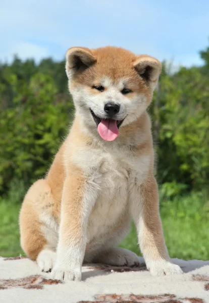Akita inu cachorro posando ao ar livre — Fotografia de Stock