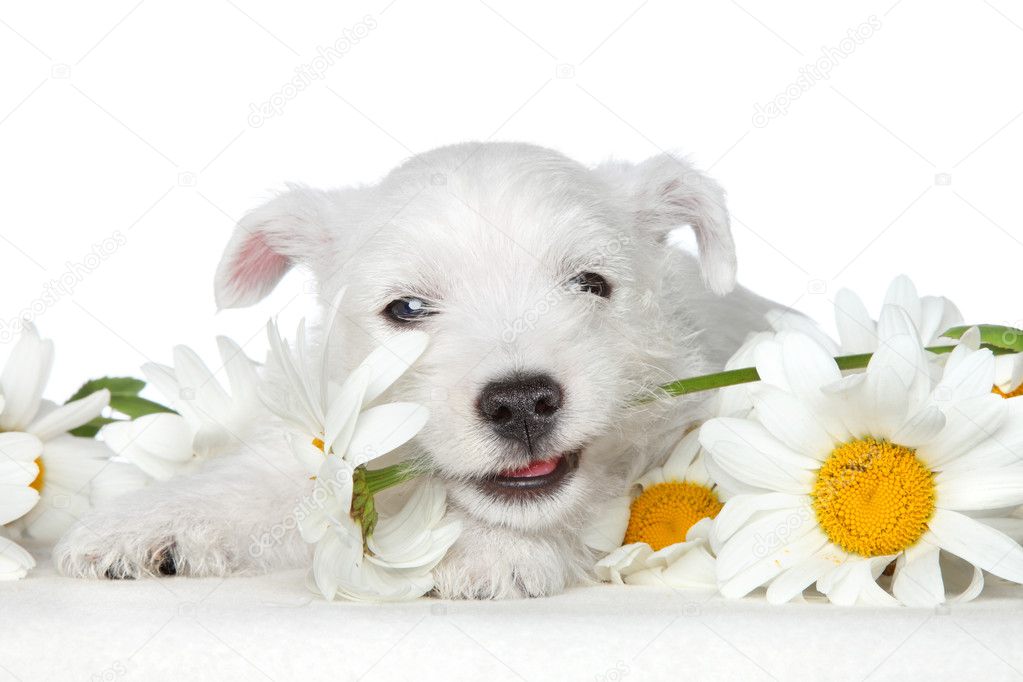 Puppy gnawing flower