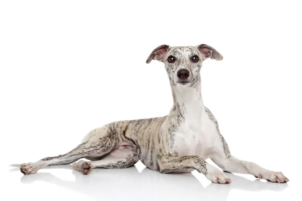 Whippet op witte achtergrond — Stockfoto