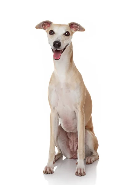 Щасливий собака портрет — стокове фото