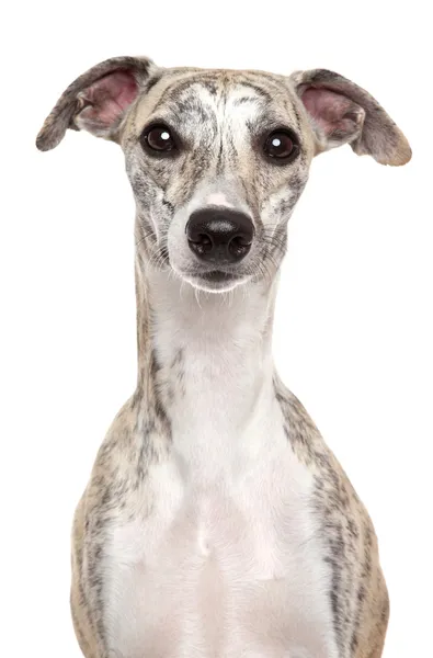 Whippet portret op witte achtergrond — Stockfoto