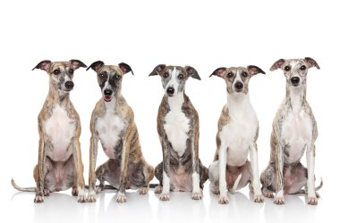 Group of whippets sits on a white background clipart