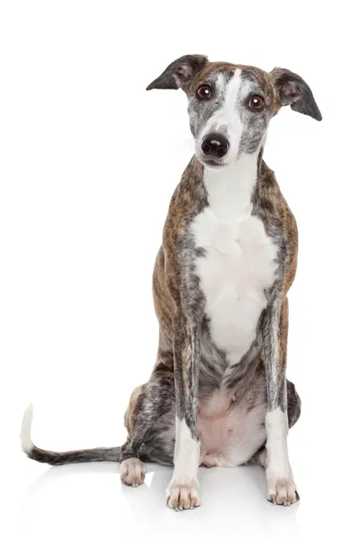 Portrait of Whippet on a white background — Stock Photo, Image