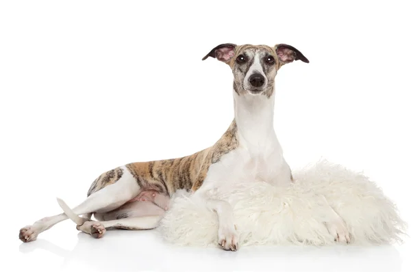 白い背景の上のヒツジの皮でホイッペット犬 — ストック写真