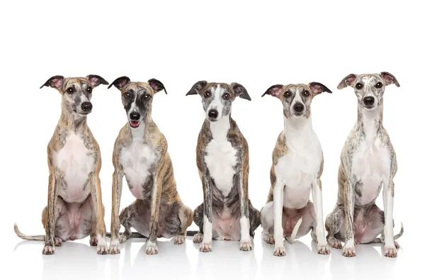 白い背景の上に座っているホイペット犬のグループ — ストック写真