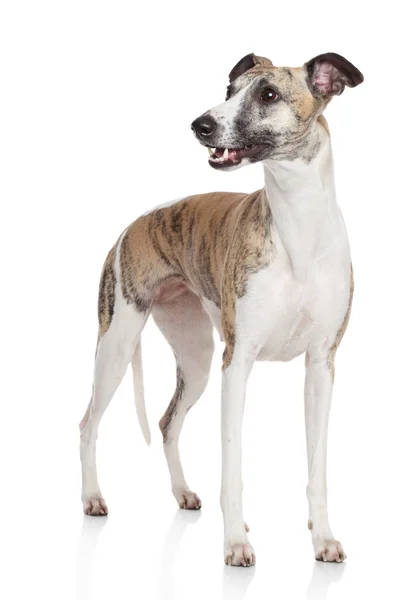 Ταχύπους σκύλος κυνοδρομίας σκυλί σταθεί σε άσπρο φόντο — Φωτογραφία Αρχείου