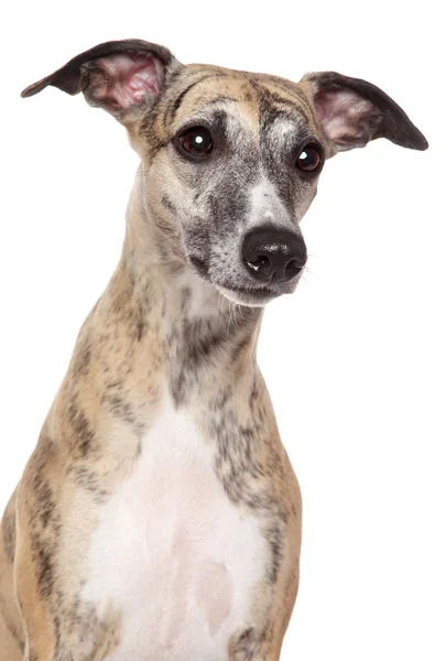 Whippet pes portrét na bílém pozadí — Stock fotografie