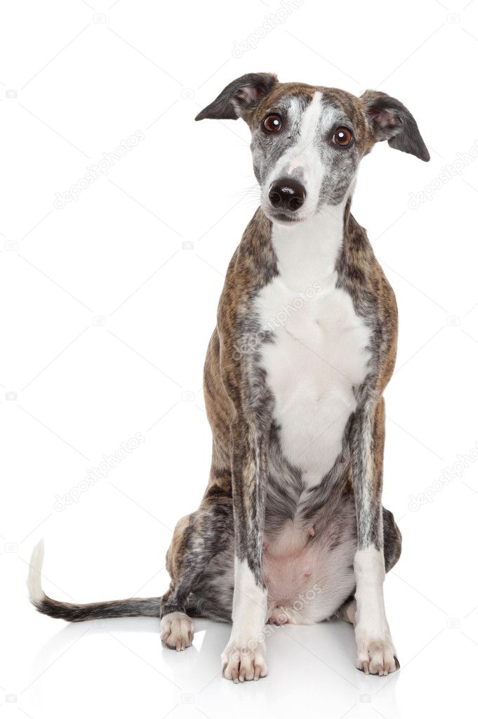 Portrait of Whippet on a white background