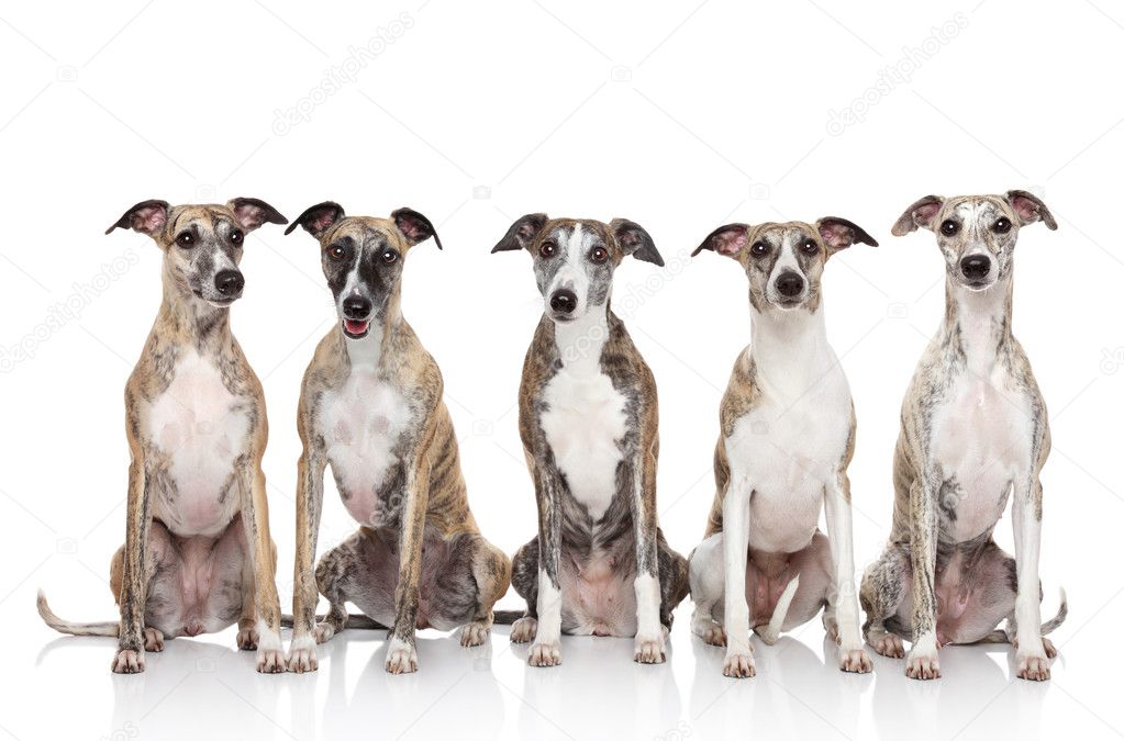 Group of whippets sits on a white background