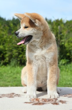 Akita inu puppy posing outdoor clipart