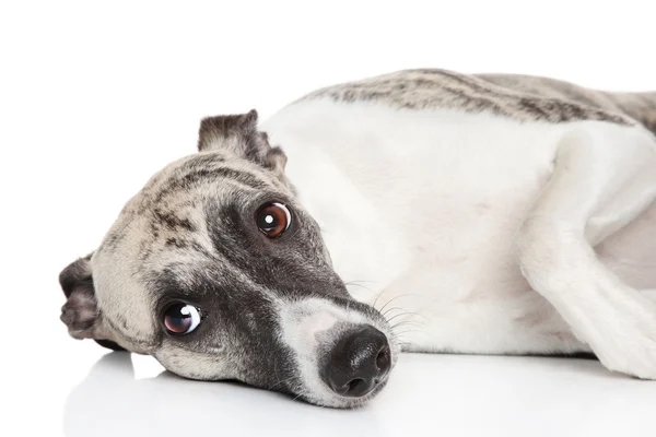 Ταχύπους σκύλος κυνοδρομίας σκυλί που αναπαύεται σε λευκό φόντο — Φωτογραφία Αρχείου
