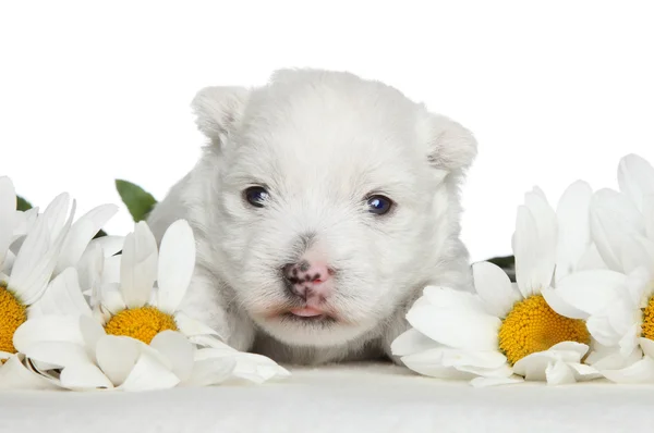 Bílý teriér štěně v sedmikrásky — Stock fotografie